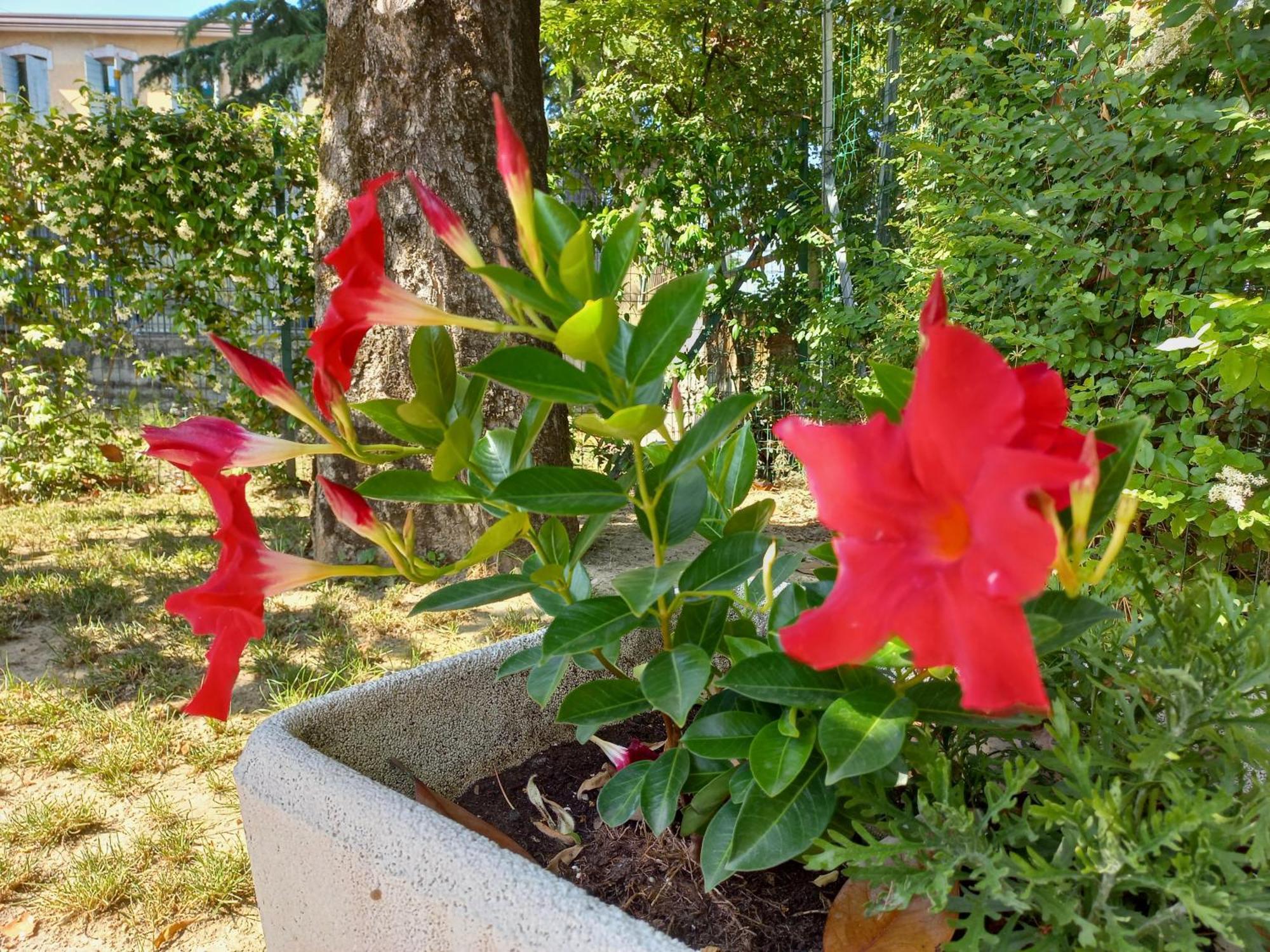 Appartamento Le Magnolie 2 Местре Екстер'єр фото